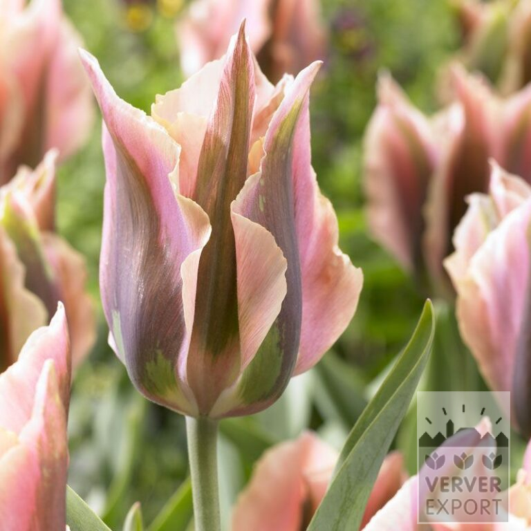 Tulpen 'Artist' (12280)