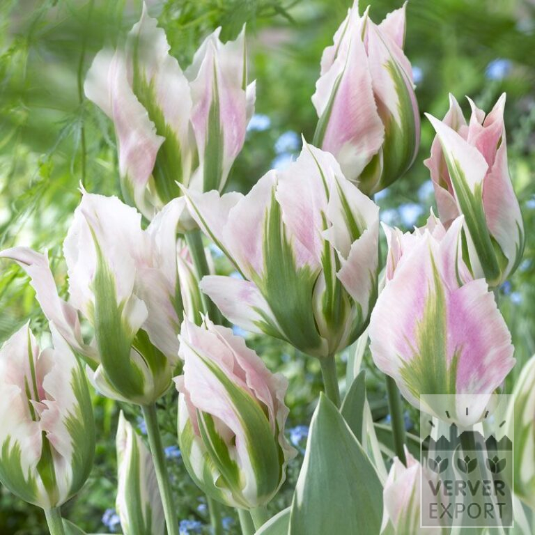 Tulpen 'China Town' (12281)