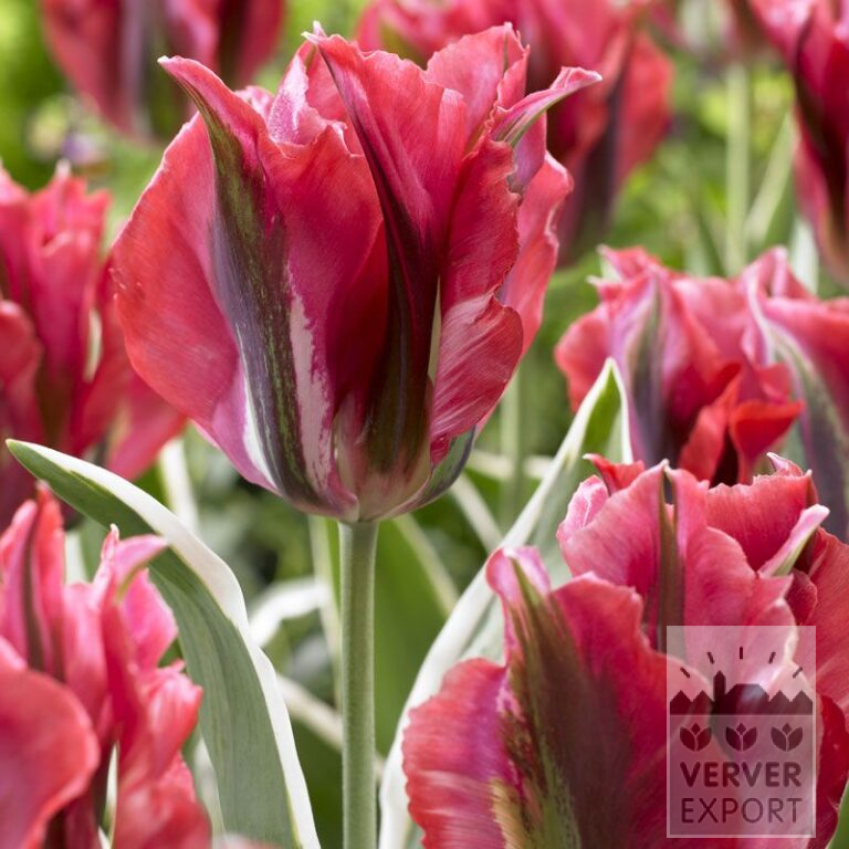 Tulpen 'Esperanto' (12284)