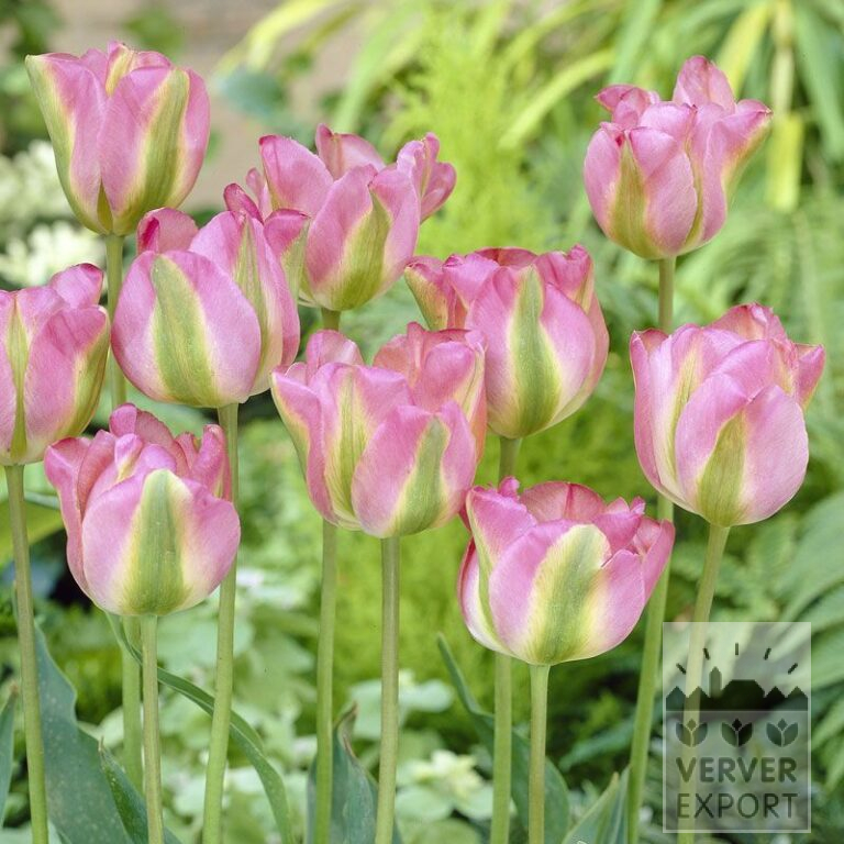 Tulpen 'Groenland' (12286)