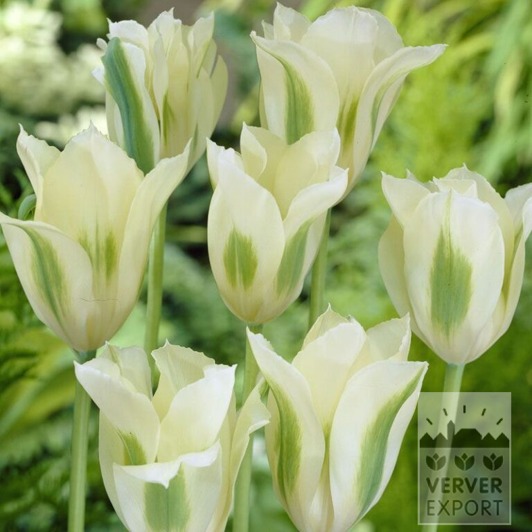 Tulpen 'Spring Green' (12288)
