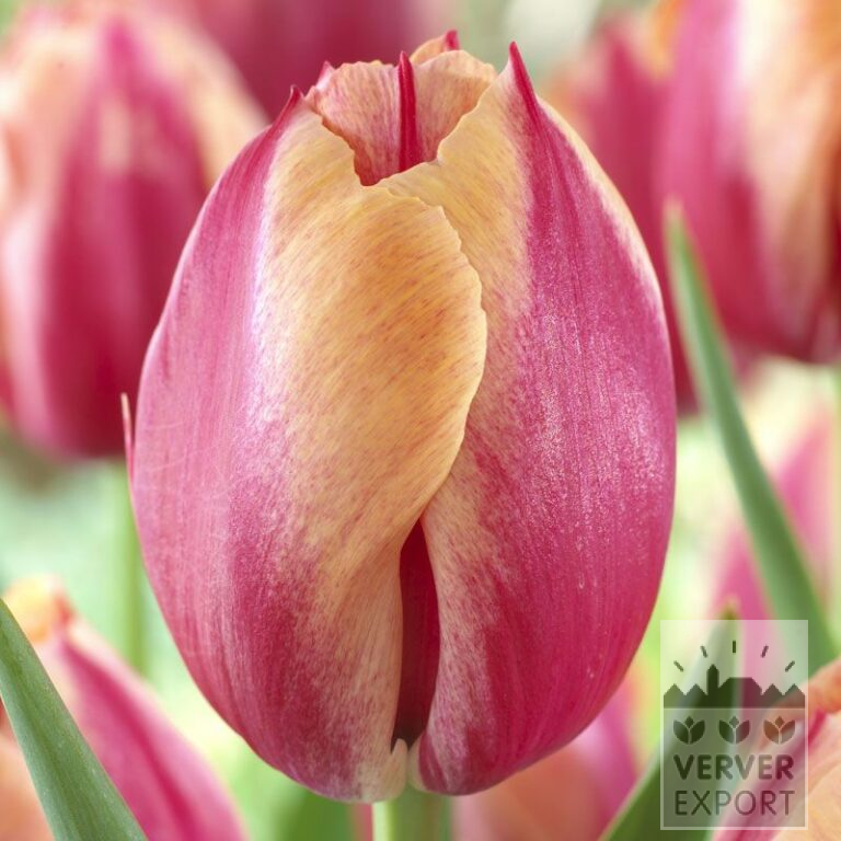 Tulpen 'Augusta Taurinorum' (12311)