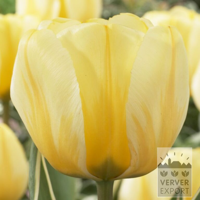 Tulpen 'Jaap Groot' (12313)
