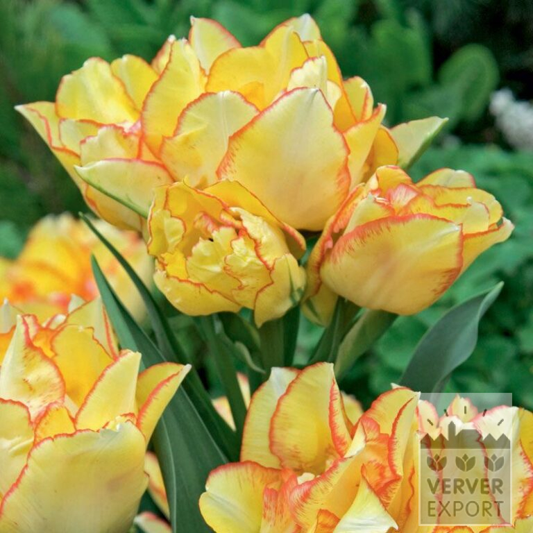 Tulpen 'Aquilla' (12315)