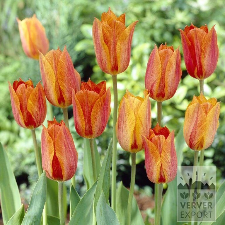 Tulpen 'El Niño' (12317)