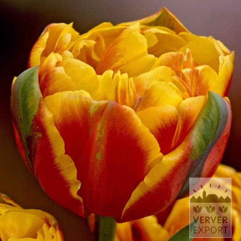 Tulpen 'Givenchy' (12319)