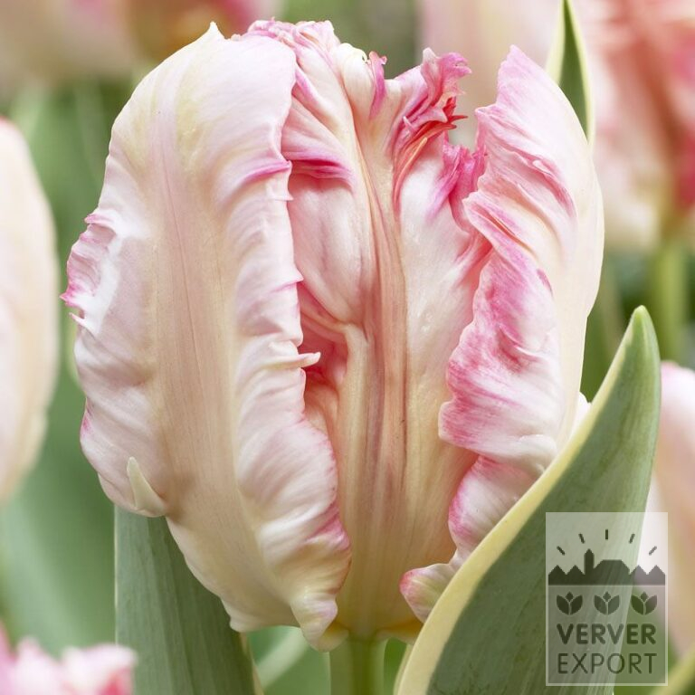 Tulpen 'Silver Parrot' (12320)