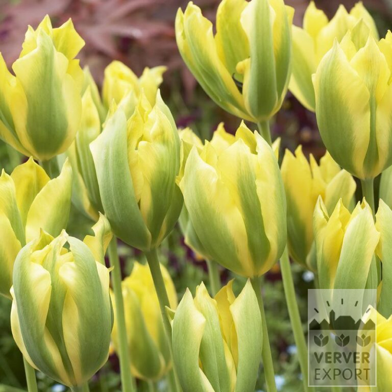 Tulpen 'Formosa' (12321)