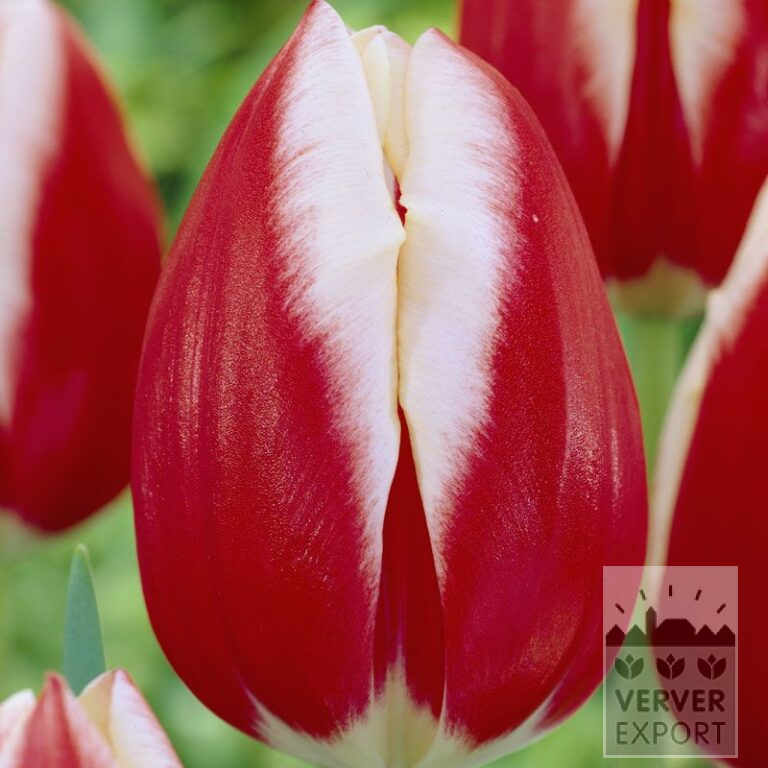 Tulpen 'Leen van der Mark' (12328)