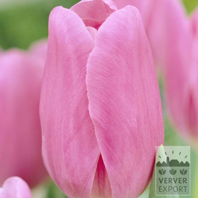 Tulpen 'Mistress' (12330)