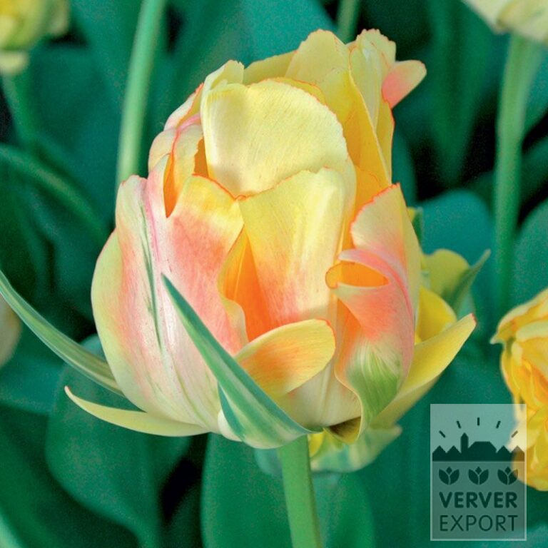 Tulpen 'Akebono' (12334)