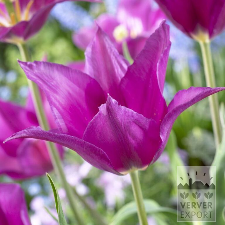Tulpen 'Purple Dream' (12335)