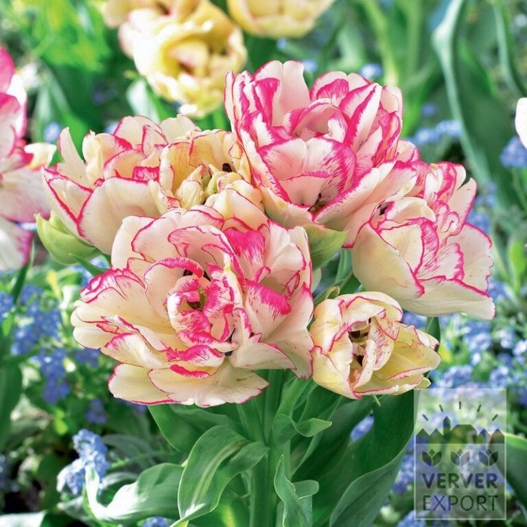 Tulpen 'Belicia' (12336)