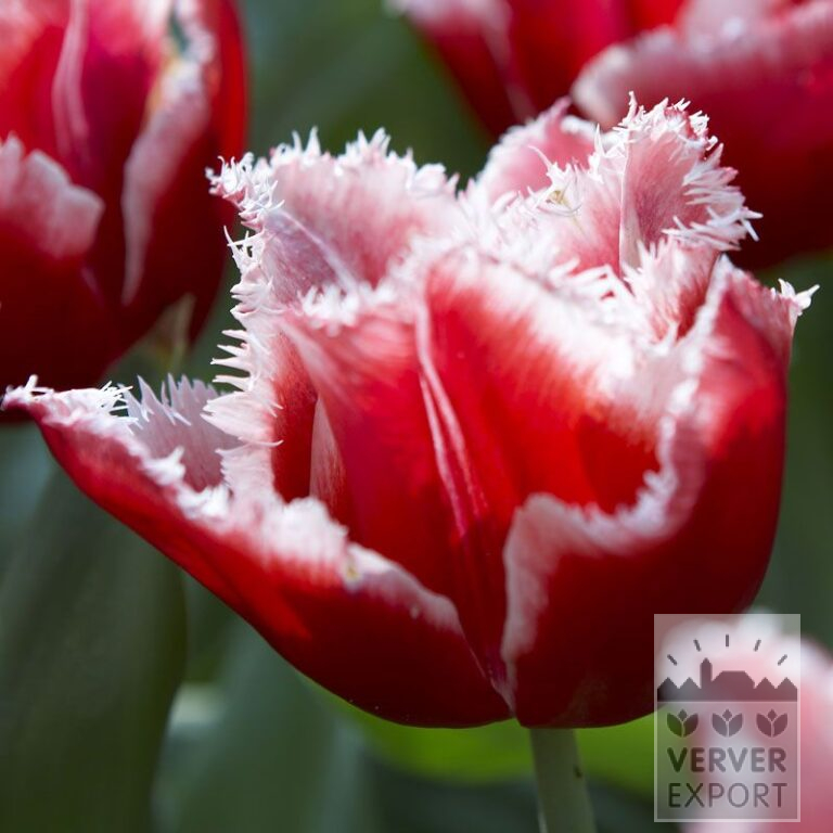 Tulpen 'Canasta' (12337)