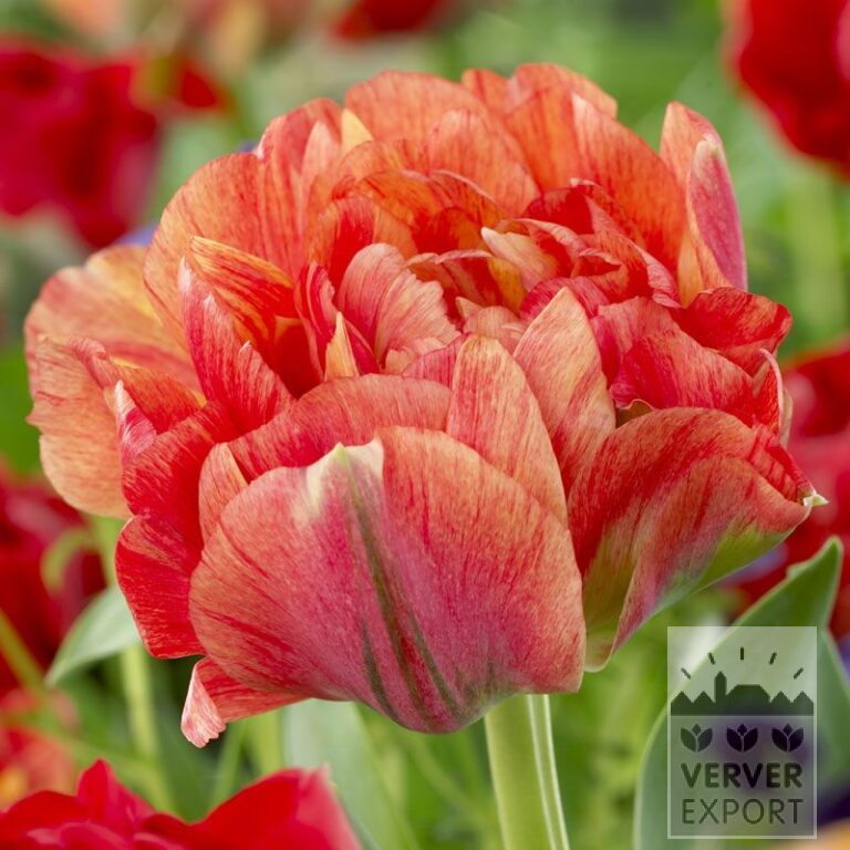 Tulpen 'Double Gudoshnik' (12338)