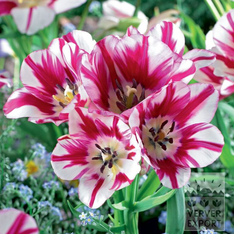 Tulpen 'Flaming Club' (12340)