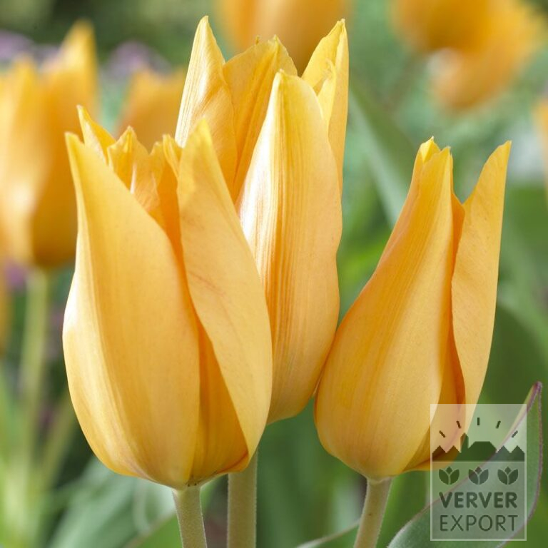 Tulpen praestans 'Shogun' (12341)