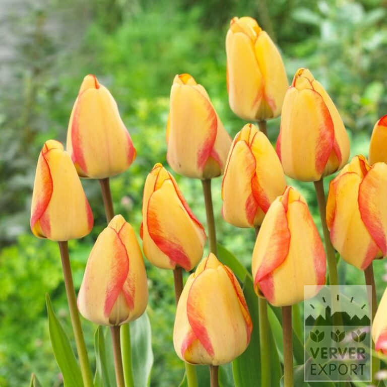 Tulpen 'Beauty of Spring' (12352)