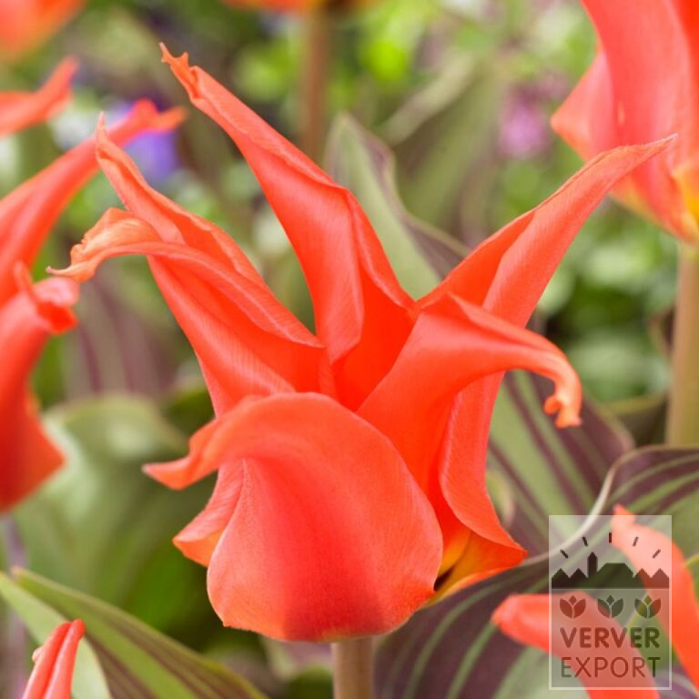 Tulpen 'Riga's Barricades' (12353)