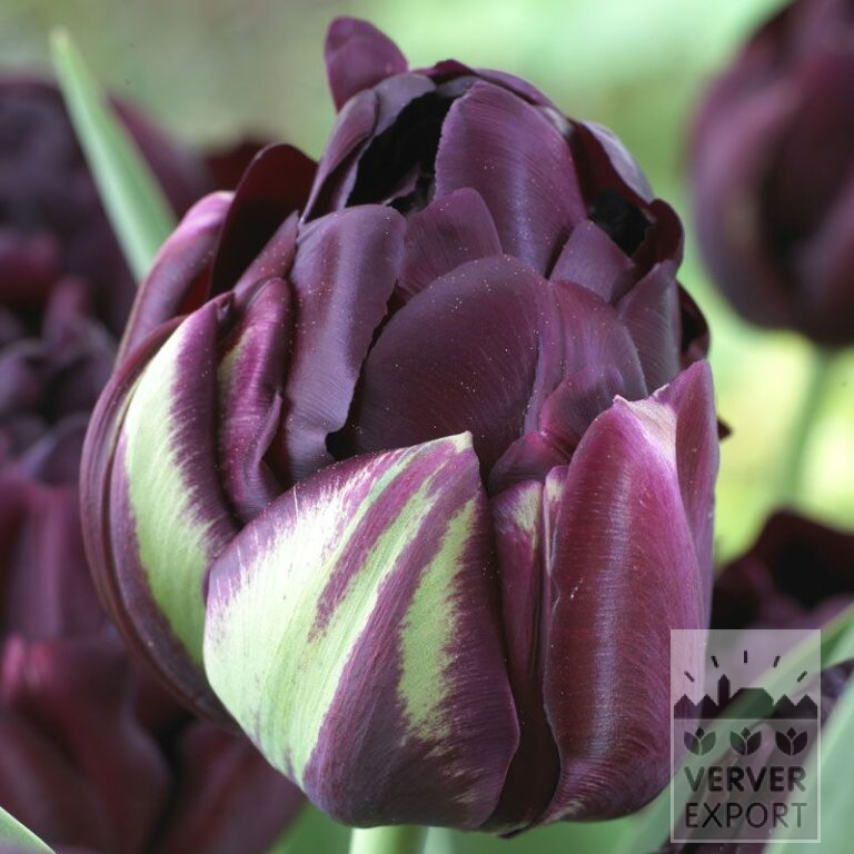 Tulpen 'Black Hero' (12355)