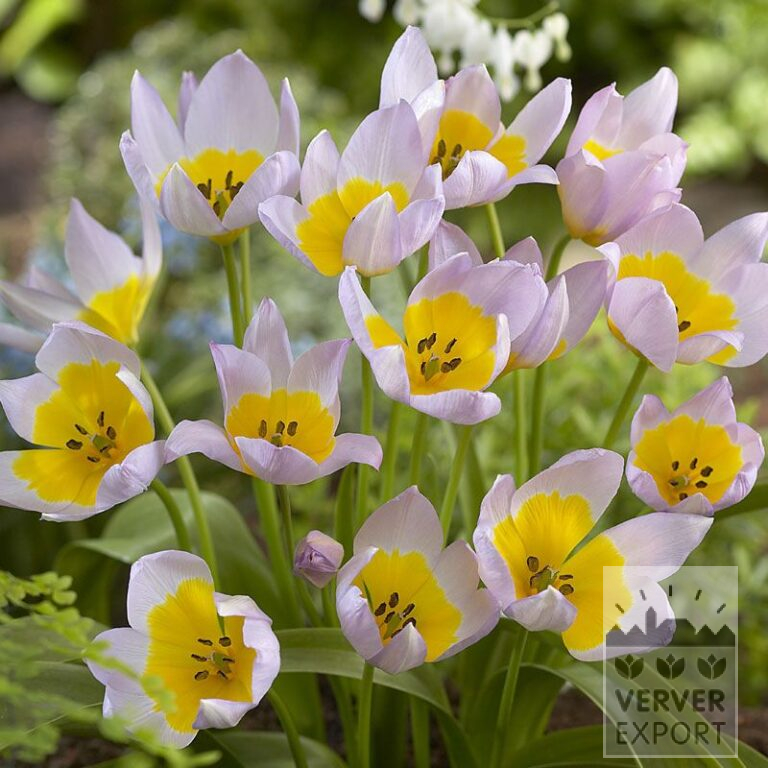Tulpen saxatilis (12358)