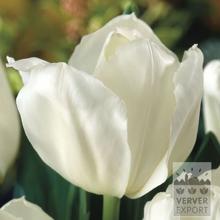 Tulpen 'White Marvel' (12367)