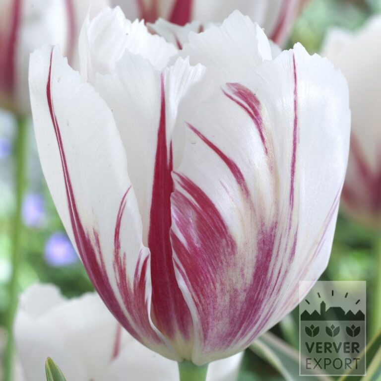 Tulpen 'Carnaval de Rio' (12375)