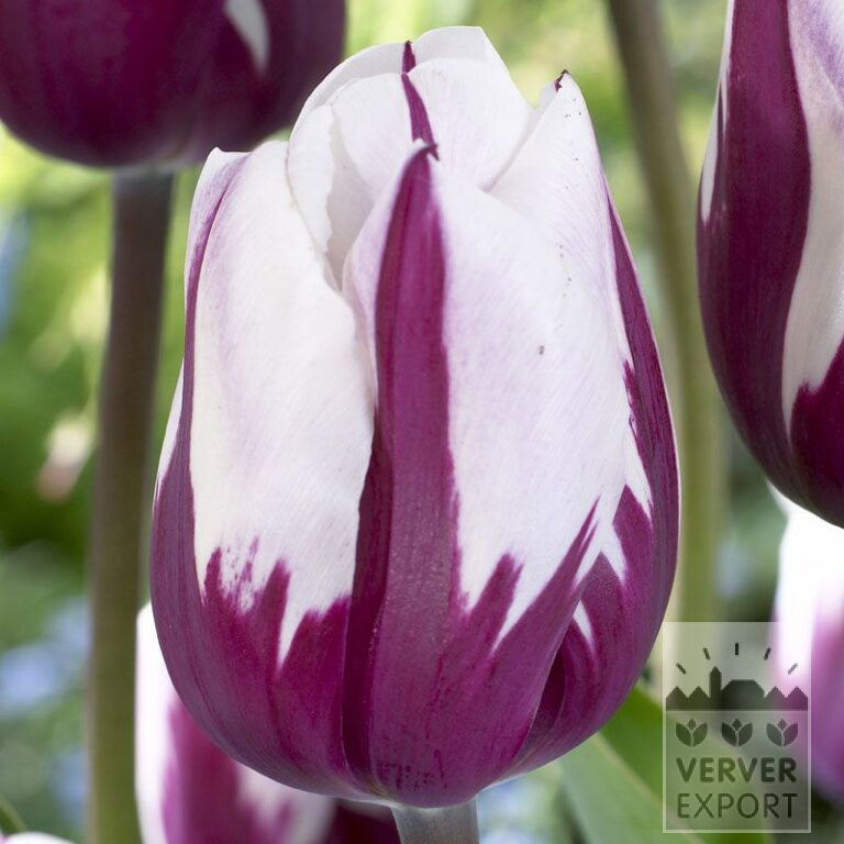 Tulpen 'Rem's Favourite' (12379)