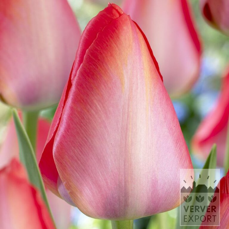 Tulpen 'Van Eijk' (12380)