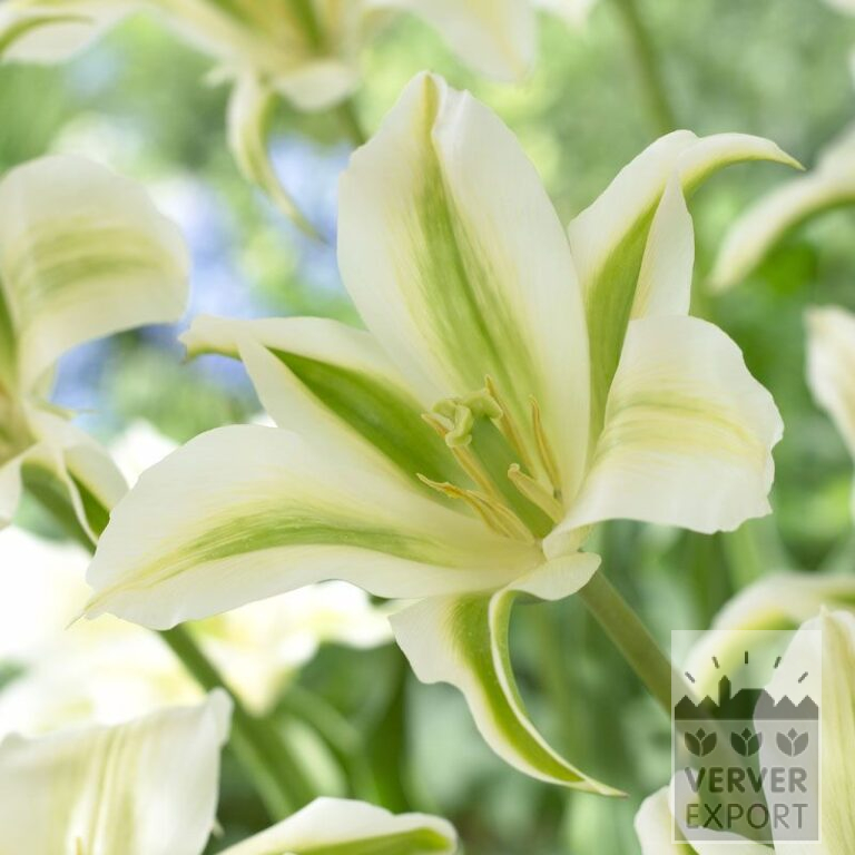 Tulpen 'Green Star' (12382)