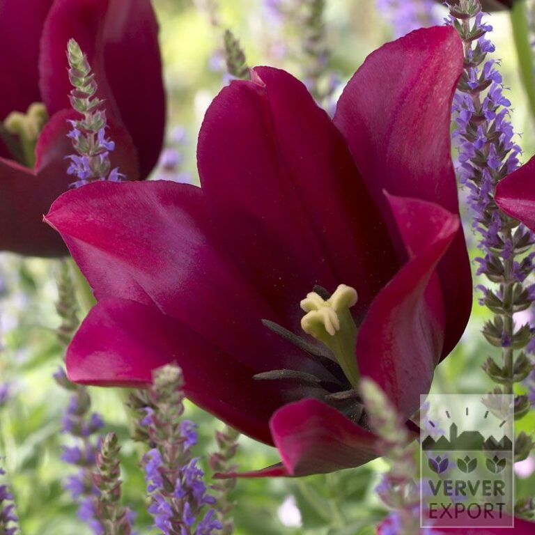 Tulpen 'Merlot' (12383)