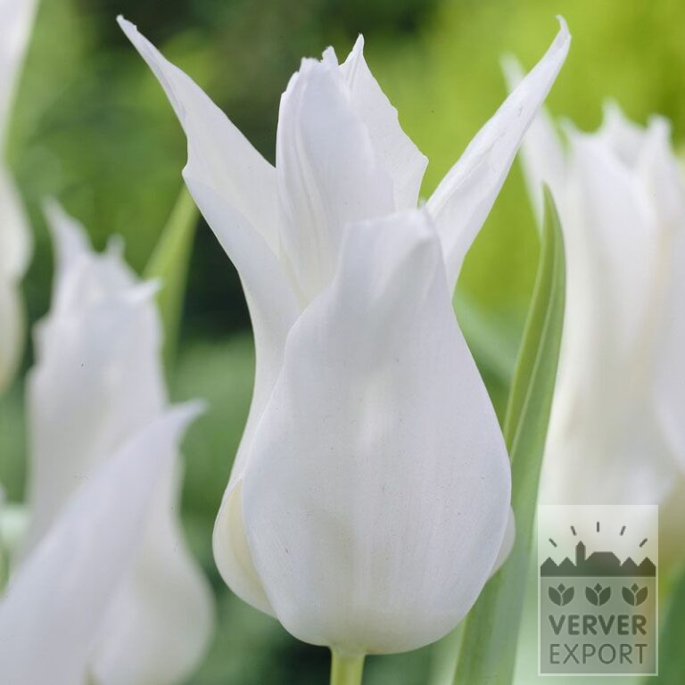 Tulpen 'Très Chic' (12384)