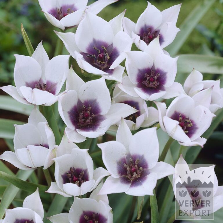 Tulpen humilis alba coerulea oculata (12389)