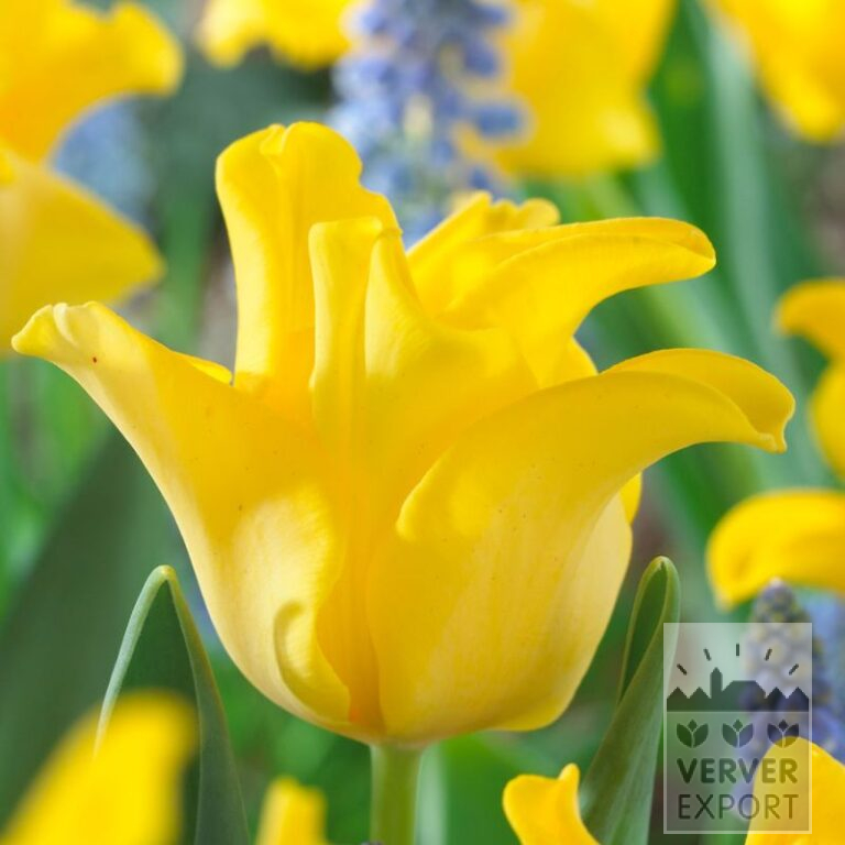 Tulpen 'Yellow Crown' (12390)