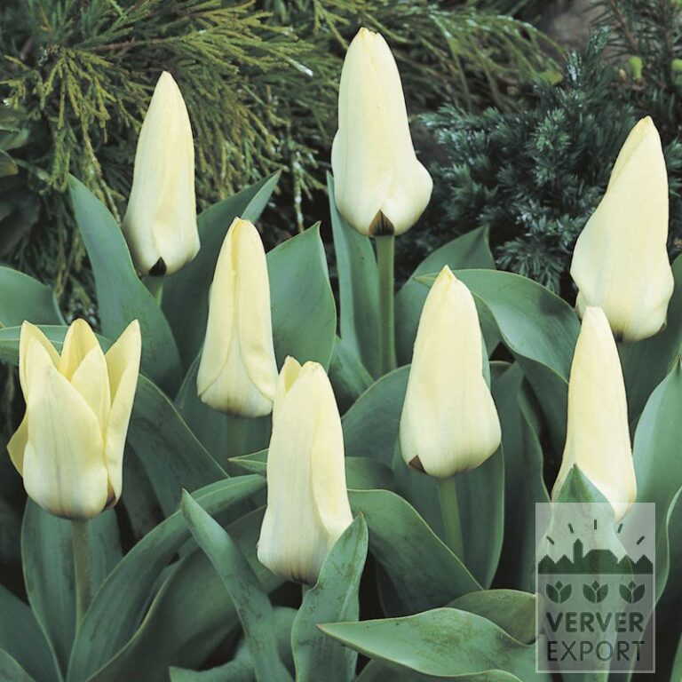 Tulpen 'Concerto' (12391)