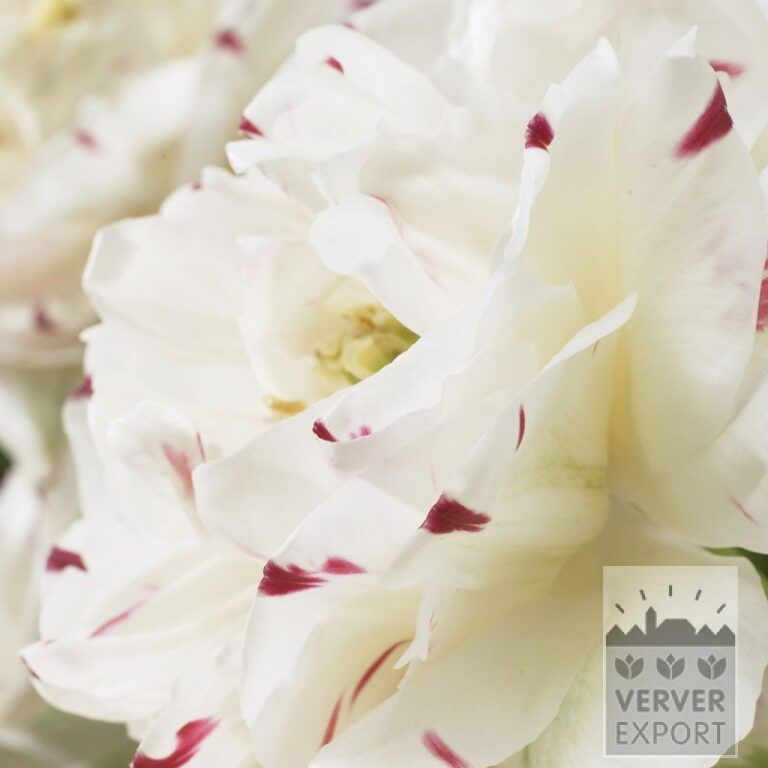 Tulpen 'Dance Line' (12392)