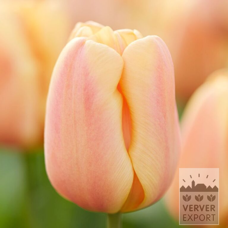 Tulpen 'Apricot Foxx' (12394)