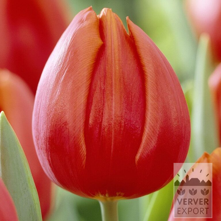 Tulpen 'Orange Cassini' (12397)