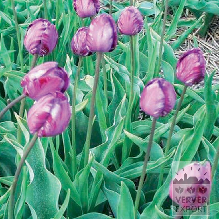 Tulpen Hist. 'Columbine' (12402)