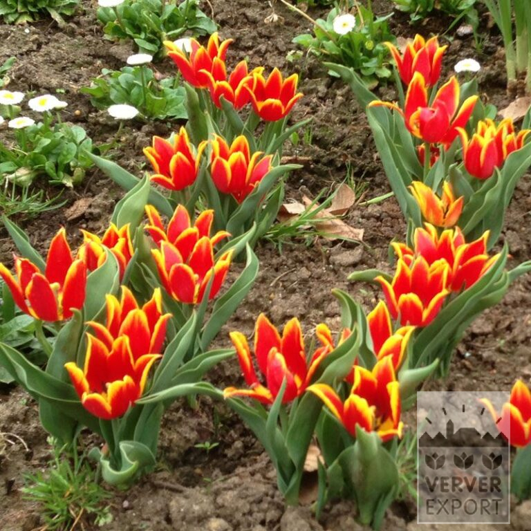 Tulpen Hist. 'Duc van Tol Red and Yellow' (12403)