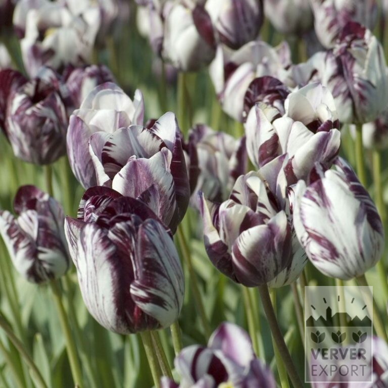Tulpen Hist. 'Insulinde' (12408)