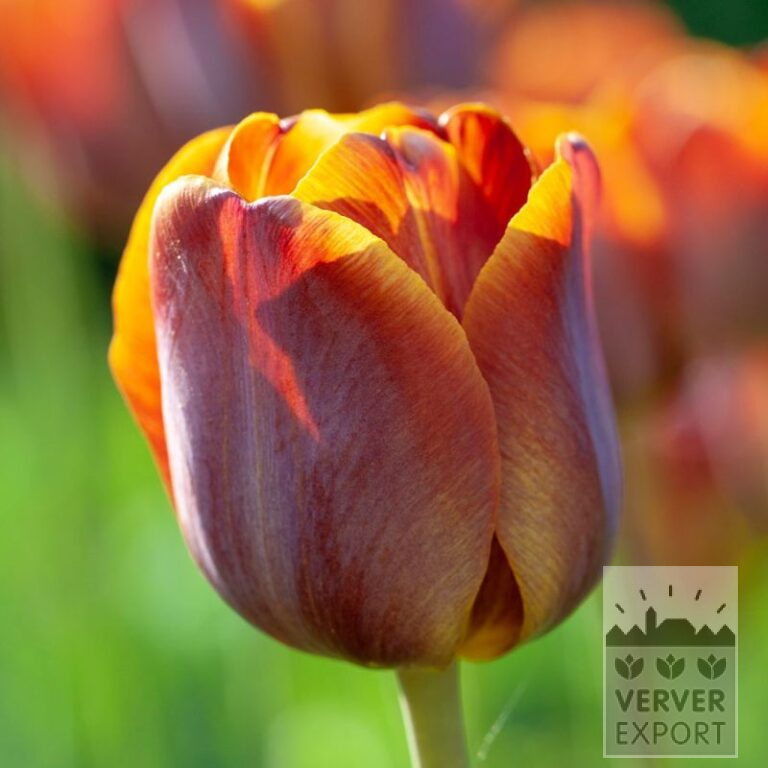 Tulpen Hist. 'James Wild' (12411)