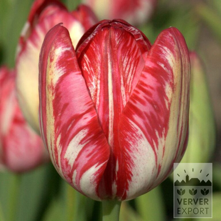 Tulpen Hist. 'Rubella' (12412)