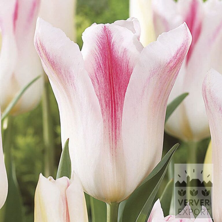 Tulpen 'Holland Chic' (12500)