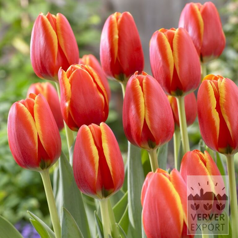 Tulpen 'World's Favourite' (12502)