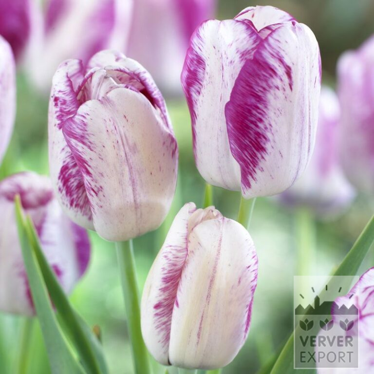 Tulpen 'Graceland' (12503)
