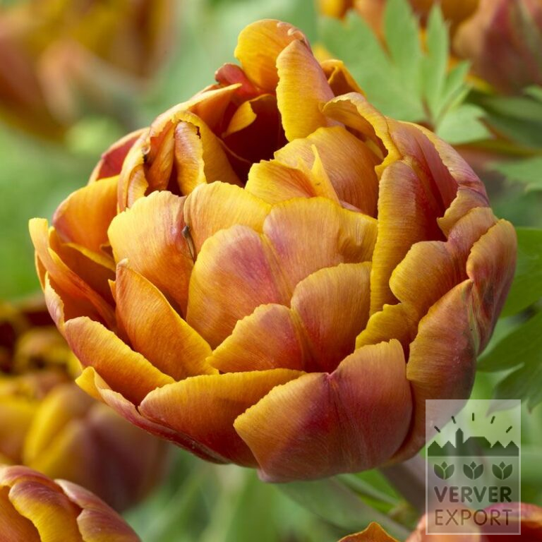 Tulpen 'Brasil' (12507)