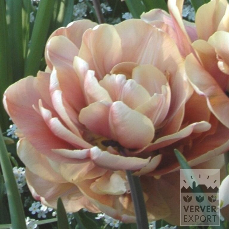 Tulpen 'La Belle Epoque' (12509)