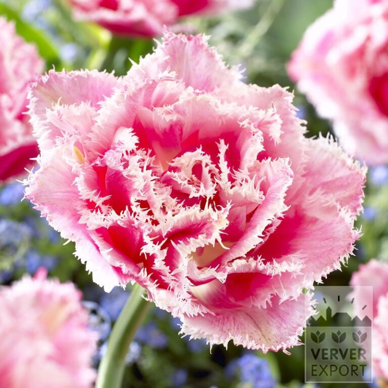 Tulpen 'Queensland' (12514)