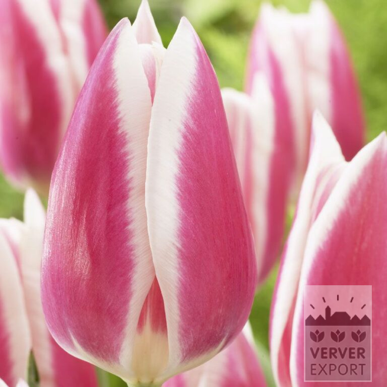 Tulpen 'Early Surprise' (12518)